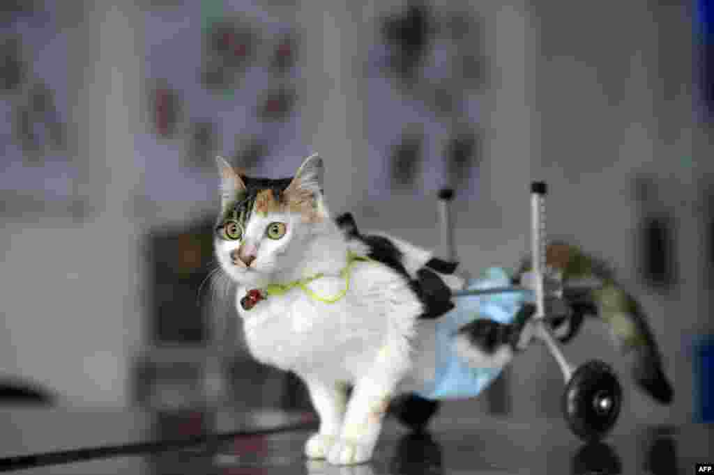Eight-month-old cat Hei Hudie meaning "black butterfly" with a special walking aid in a pet hospital in China's southwest Chongqing municipality, March 16, 2015. With the help of some good Samaritans, Hei Hudie had four surgeries within five months after it fell from the tenth floor of a building, and managed to live on with both of its hind legs disabled. Doctors equipped the cat with a special wheelchair to help it walk, local media reported.