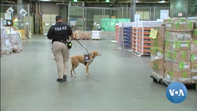 Use of Canine Units Expands in US Airports to Thwart Possible Terror Attacks 