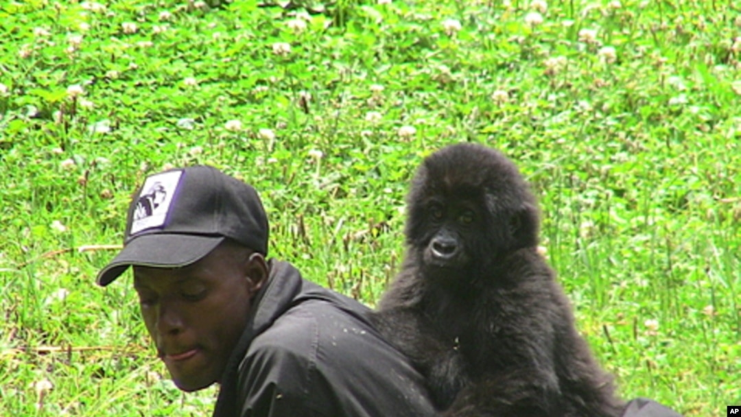 Year-and-a-half-old orphan gorilla Ihirwe plays with one of her caretakers in Kinigi, Rwanda
