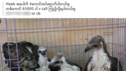 ရှားပါးတိရိစ္ဆာန် အွန်လိုင်းကရောင်းချမှု စစ်အာဏာသိမ်းပြီး ပိုမိုဆိုးရွား