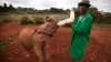 Kenya Sentences Chinese Man Under New Anti-Poaching Law